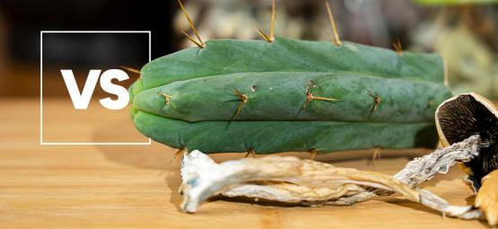 Meskalin vs. psilocybin: Jaký je mezi nimi rozdíl?