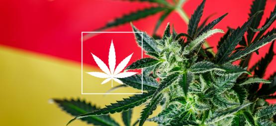 Pohled na novou scénu německých konopných sociálních klubů