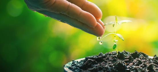 Kompostový čaj: Přirozený posilovač pro vaše rostliny konopí