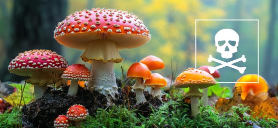 Které houby nejíst: Stručný průvodce