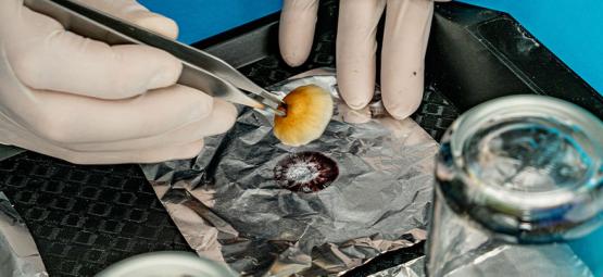 Jak odebrat výtrusné otisky lysohlávek