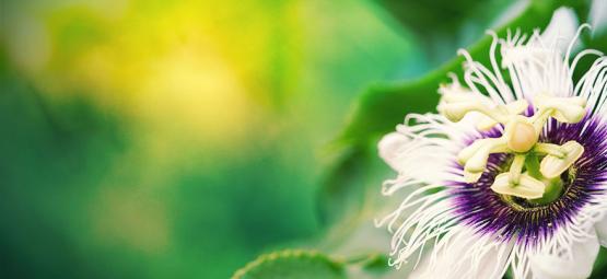 Mučenka – skvělý přírodní zesilovač