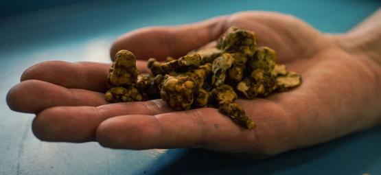 Objevování Psilocybe tampanensis: Původní magický lanýž