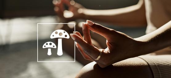 Nejlepší průvodce biohackingem s psychedelickými a funkčními houbami