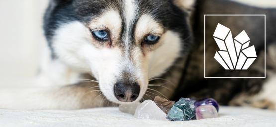 Krystaly pro mazlíčky: Jak mohou drahé kameny podpořit vaše chlupaté přátele