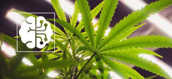 Jak umělá inteligence a automatizace mění konopný průmysl