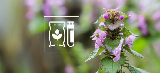 Účinky šanty kočičí na člověka: Kompletní průvodce