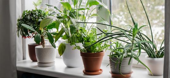Nejlepší pokojové rostliny pro lepší vzduch a náladu v chladných měsících