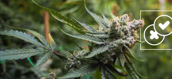 Cannabis a městské legendy: Vyvracíme ty nejšílenější mýty o trávě