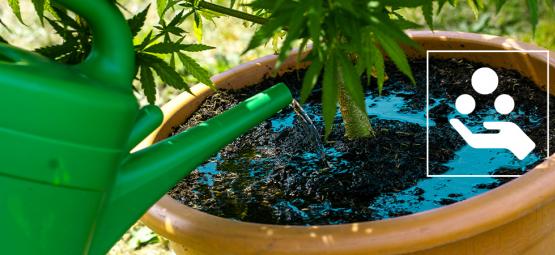 Přípravky pro konopí vysvětleny: K čemu slouží a proč je potřebujete