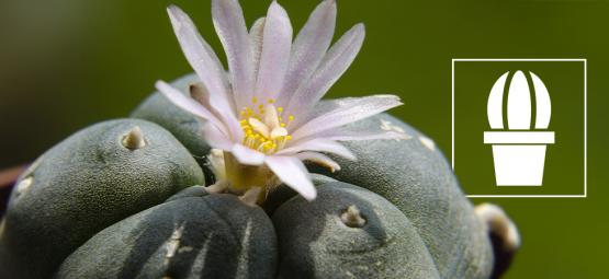 Co je peyotl a proč ho lidé užívají?