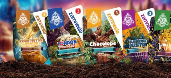 Představujeme odrůdu: Sugar Valley