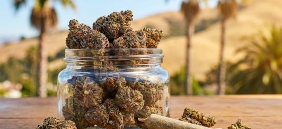 Top 10 nejlepších odrůd Cali Weed
