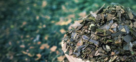 Seznamte se s guayusou: čistá energie z deštného pralesa