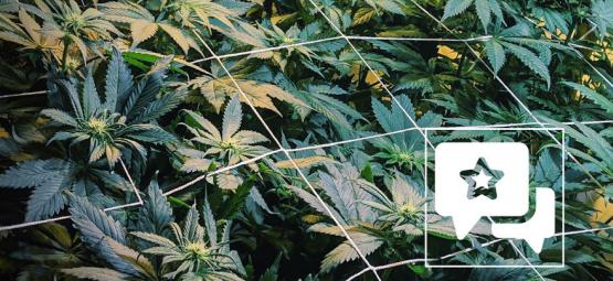 Recenze odrůdy: Casey Jones