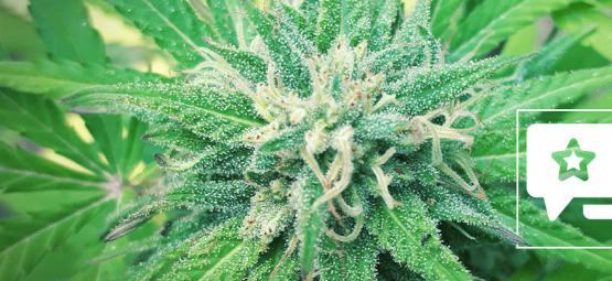 Frisian Duck: Nová revoluční odrůda od Dutch Passion