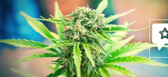 Moby Dick: recenze a informace o odrůdě konopí