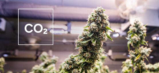 Jak si vyrobit domácí CO₂ generátor pro pěstírnu konopí