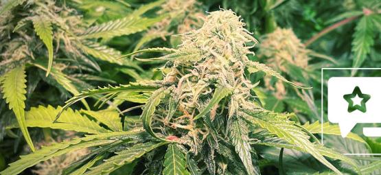 Recenze odrůdy: Pineapple Kush