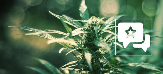 White Russian: Recenze a informace o odrůdě konopí