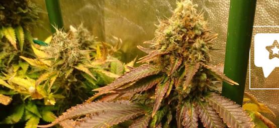 Recenze odrůdy: ICE