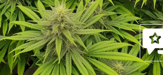 Recenze odrůdy: Pineapple Chunk