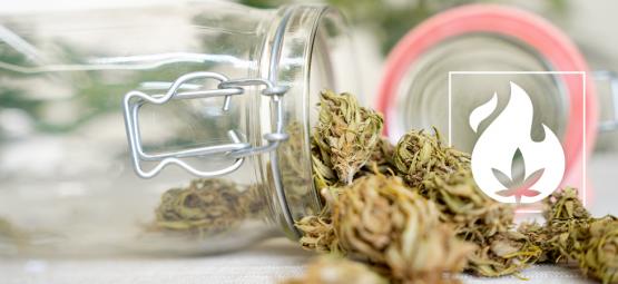 Jak dekarboxylovat konopí: 3 osvědčené metody