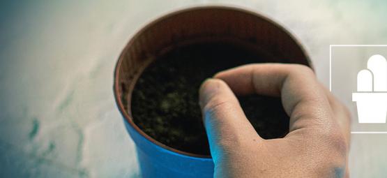 Jak vypěstovat vlastní meskalinový kaktus ze semínek