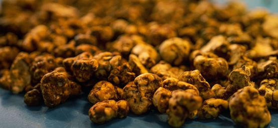 Biologie lanýžů: Proč houby vytvářejí sklerocia?