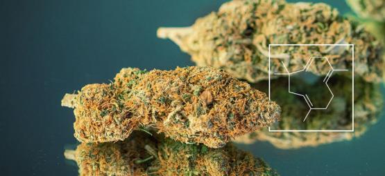 Terpenový boost: Jak vypěstovat pořádně smradlavé konopí