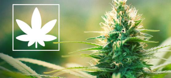 Jack Herer: Aktivista za legalizaci konopí