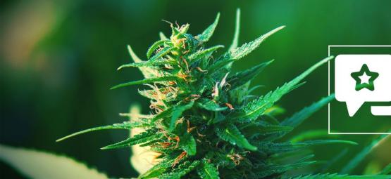 Girl Scout Cookies: Recenze a informace o odrůdě konopí