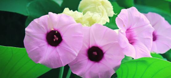 Poznejte Hawaiian Baby Woodrose: Přírodní psychedelikum