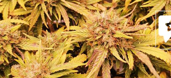 Recenze odrůdy: Liberty Haze