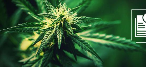 Úvod do technického konopí