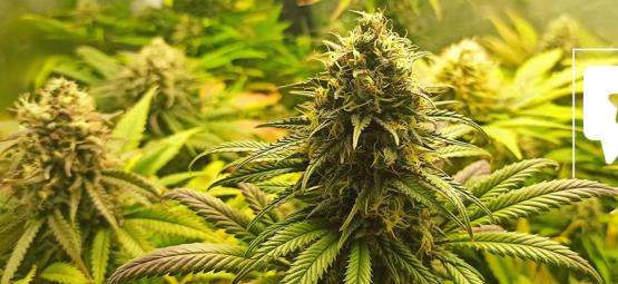 Recenze odrůdy: Super Critical