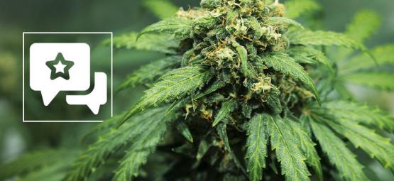 Recenze odrůdy: Royal Dwarf