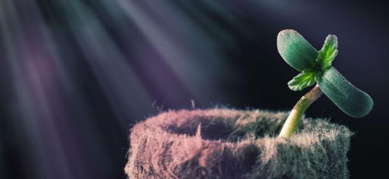 Jak světelné spektrum ovlivňuje konopí