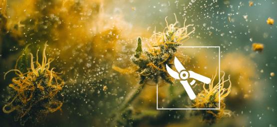 6 nejlepších způsobů, jak vyrobit hašiš