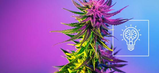 Dělá z vás konopí kreativnějšího člověka?