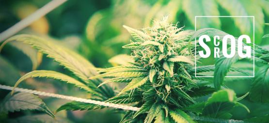 ScrOG vs. SOG: Která metoda je pro vás lepší?