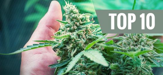 Top 10 nejčastějších chyb, které groweři dělají