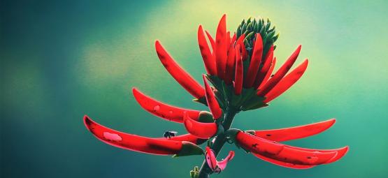 Seznamte se s mulungu: Přírodní zklidňující bylina z Amazonie