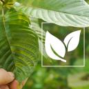 V&scaron;e, co potřebujete vědět o kratomu