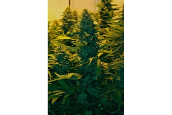 Amnesia Haze (Royal Queen Seeds) feminizovaná