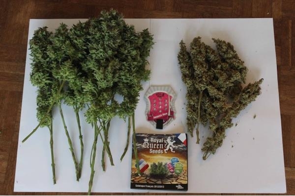 Amnesia Haze (Royal Queen Seeds) feminizovaná