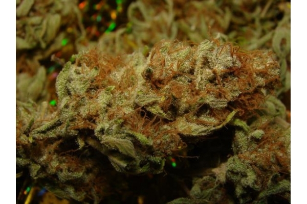 Amnesia Haze (Royal Queen Seeds) feminizovaná