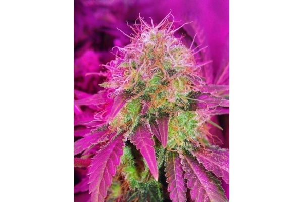 White Widow (Royal Queen Seeds) feminizovaná