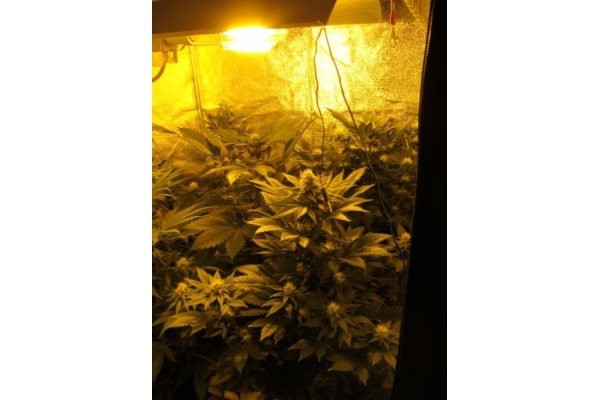 White Widow (Royal Queen Seeds) feminizovaná