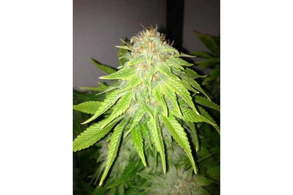 White Widow (Royal Queen Seeds) feminizovaná